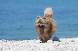 SPITZ ALLEMAND 367